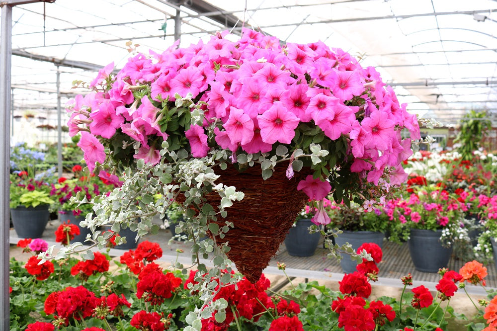 Hanging Baskets