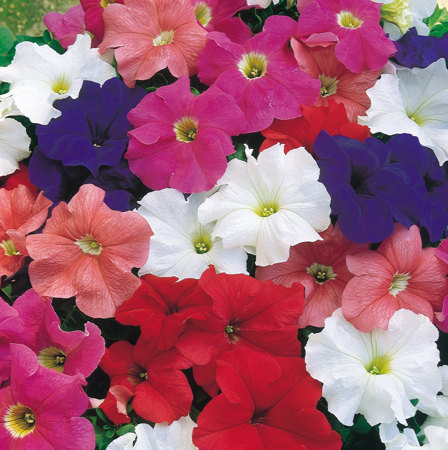 Bedding Plants