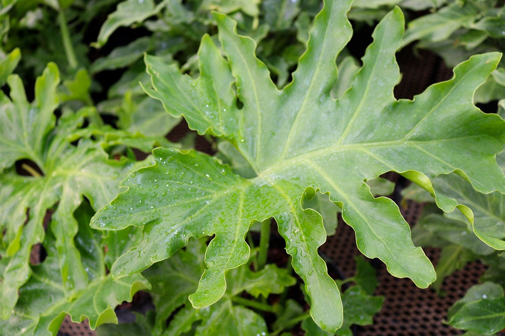Foliage Plants